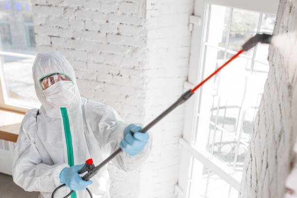 Best Basement Mold Removal  in Carleton, MI