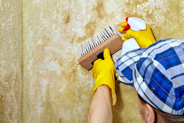 Best Emergency Mold Remediation  in Carleton, MI