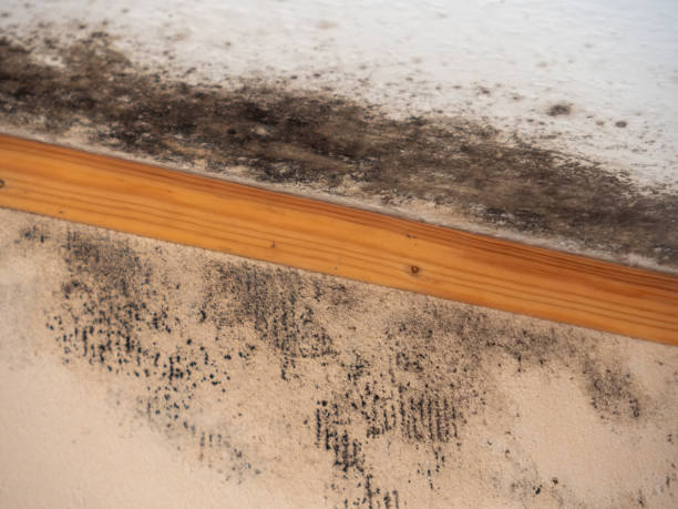 Best Mold Documentation for Insurance Claims  in Carleton, MI
