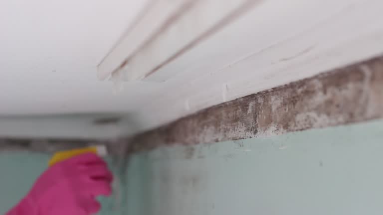 Best Mold Odor Removal Services  in Carleton, MI